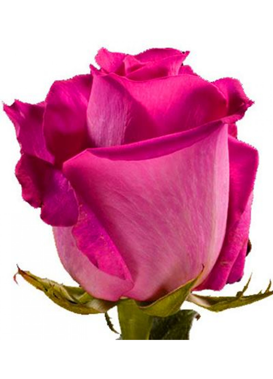 Роза Эквадор топаз
